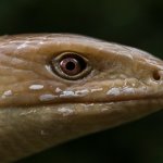 Pseudopo, primo piano - Foto F. Crovetto